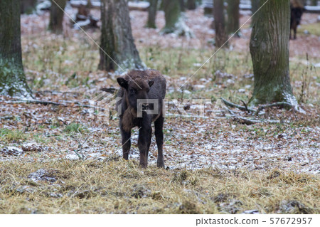 Calf of Large brown wisent or european brown bison with small horns and brown eyes in the winter Calf of Large brown wisent or european brown bison with small horns and brown eyes in the winter 57672957