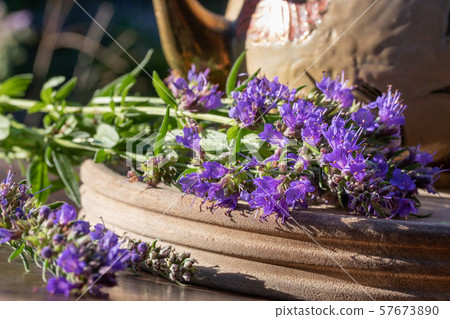 Fresh blooming hyssop twigs on a table Fresh blooming hyssop twigs on a table 57673890