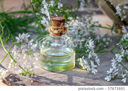 A bottle of coriander essential oil with cilantro A bottle of coriander essential oil with cilantro 57673891