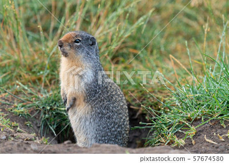 Columbia Ground Squirrel, Urocitellus columbianus Columbia Ground Squirrel, Urocitellus columbianus 57674580