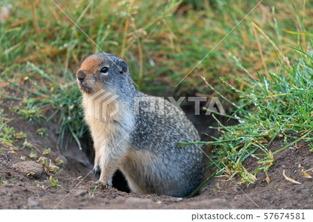 Columbia Ground Squirrel, Urocitellus columbianus Columbia Ground Squirrel, Urocitellus columbianus 57674581