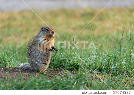 Columbia Ground Squirrel, Urocitellus columbianus 57674582
