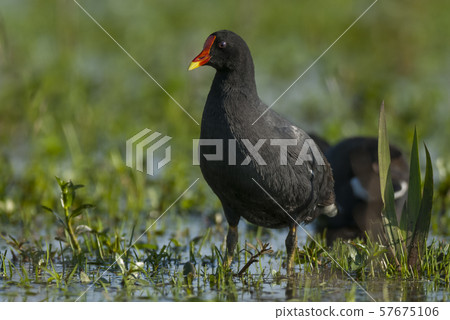 Common Gallinule Ibera 57675106