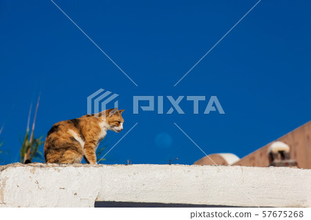 The cat and the moon in a beautiful day in Santorini The cat and the moon in a beautiful day in Santorini 57675268