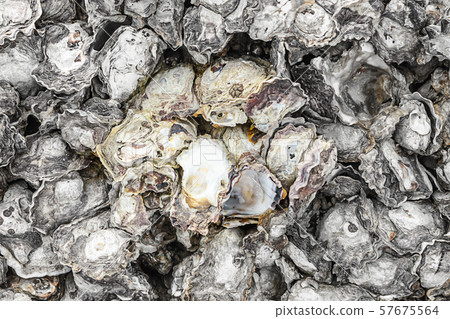 shells texture a lot hard uneven background flora shells texture a lot hard uneven background flora 57675564