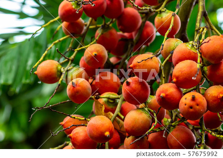 ranch orange palm berries betel nut red ripe many 57675992
