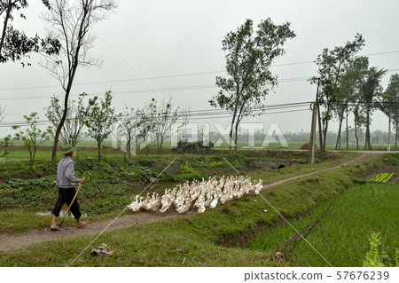 Morning view of paddy field in northern Vietnam Morning view of paddy field in northern Vietnam 57676239