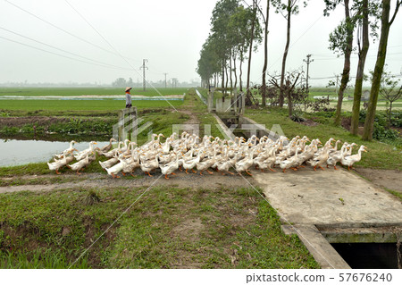 Morning view of paddy field in northern Vietnam Morning view of paddy field in northern Vietnam 57676240