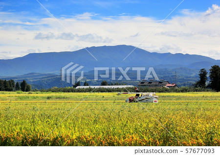 Shonai plain autumn scenery 57677093