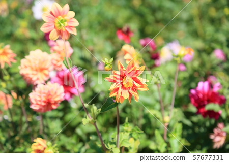 Dahlia flower 57677331