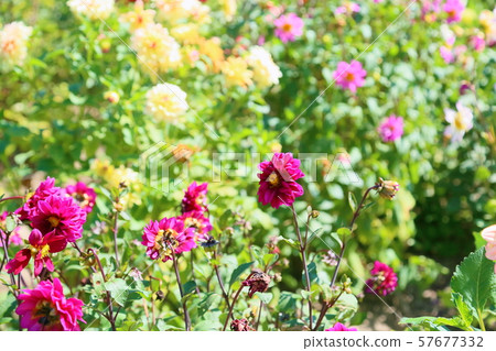 Dahlia flower Dahlia flower 57677332