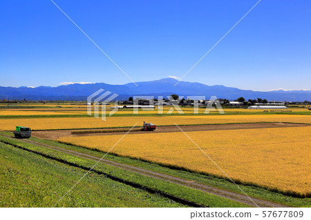Satoyama rice harvesting 57677809