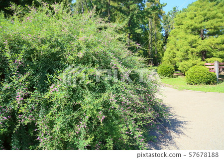 Hagi flower Hagi flower 57678188
