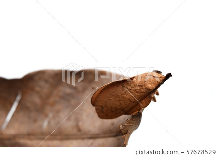 The Lasiocampidae, Eggars, Snout moths, Lappet moths,Brown butterfly moth on dry leaf isolated on white background ,Insects that are shaped and color like leaves,Thailand  57678529