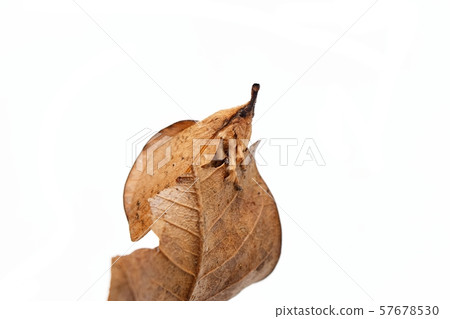 The Lasiocampidae, Eggars, Snout moths, Lappet moths,Brown butterfly moth on dry leaf isolated on white background ,Insects that are shaped and color like leaves,Thailand  57678530