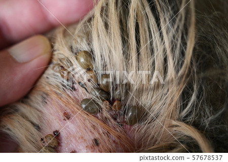 Group of brown dog ticks on dog ear, The tick is pumping the blood of the pet 57678537