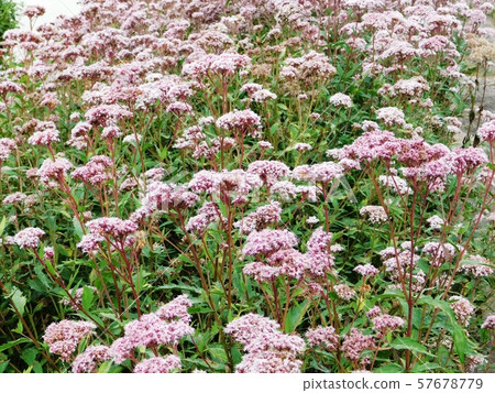 Sawas Great Bluebird in Ryuo Park 57678779