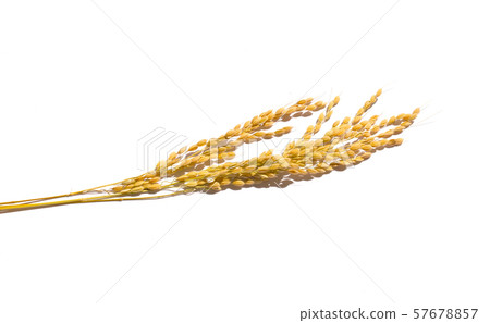 Rice ears 57678857