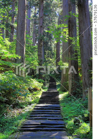 Haguroyama stone steps and cedar trees 57679136