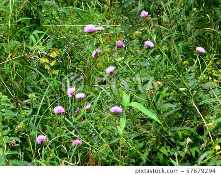 A group of Moriazami blooming in Ryuoyama Park 57679294