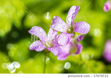 Murasaki Kabaki Flower Murasaki Kabaki Flower 57679532