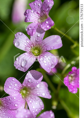 Murasaki Kabaki Flower Murasaki Kabaki Flower 57679533