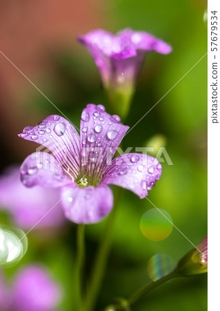 Murasaki Kabaki Flower Murasaki Kabaki Flower 57679534