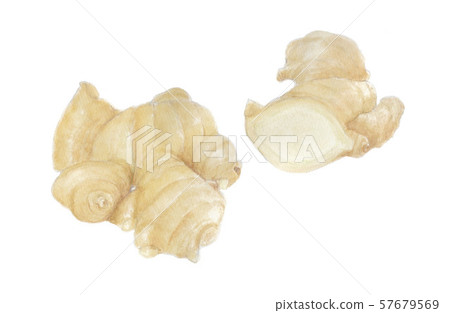 Ginger Ginger 57679569