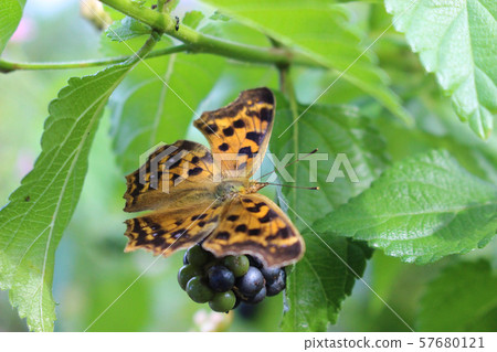 Kitateha that perches on Lantana Kitateha that perches on Lantana 57680121
