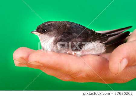 "Apus apus" Bird in hand on a green background  57680262