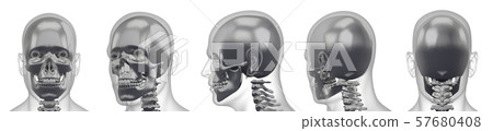 3d rendering illustration of skull bone collection 57680408