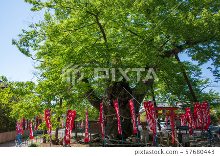 Ryujinki, Chichibu Imamiya Shrine 57680443