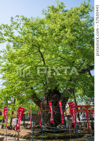 Ryujinki, Chichibu Imamiya Shrine 57680445