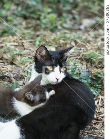 Stray cat, mother cat, lactating Stray cat, mother cat, lactating 57680865