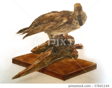 Still life coloring Still life Taxidermy Bird Duck Transparent watercolor 57681144