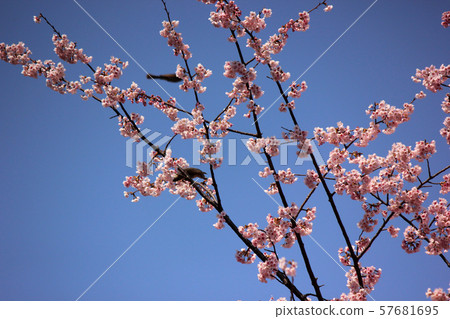 Wild bird that came to the cherry tree (1) 57681695