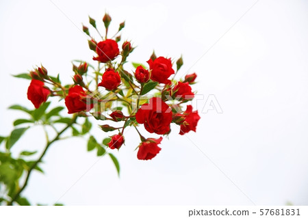 Red rose Red rose 57681831