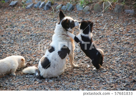 Dog and puppy Dog and puppy 57681833