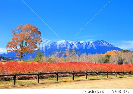 藍莓秋葉和Mt. Mitake 藍莓秋葉和Mt. Mitake 57681922