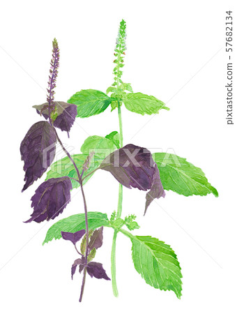 紫蘇frutescens變種Crispa紅色和藍色 57682134