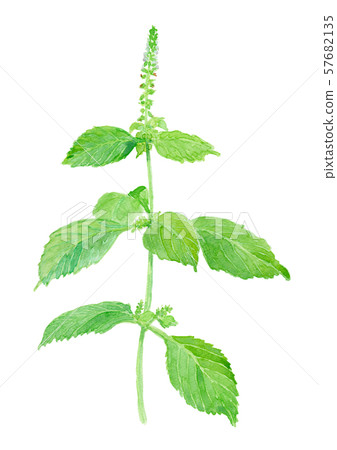 Perilla frutescens var. Crispa f.viridis aojiso Perilla frutescens var. Crispa f.viridis aojiso 57682135