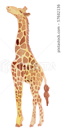 Giraffe watercolor Giraffe watercolor 57682136