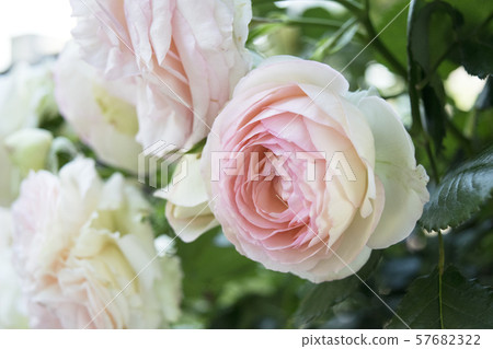 Rose Pierre de Ronzar 57682322