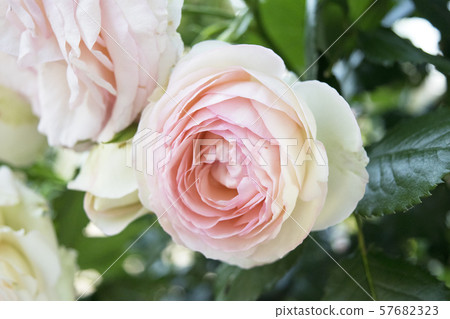 Rose Pierre de Ronzar 57682323