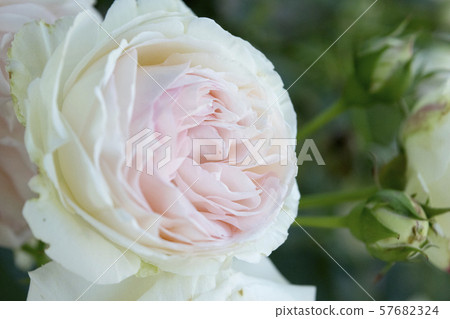 Rose Pierre de Ronzar 57682324