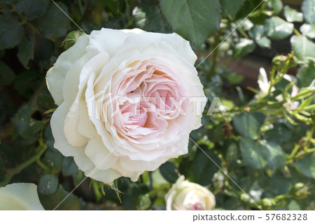 Rose Pierre de Ronzar 57682328