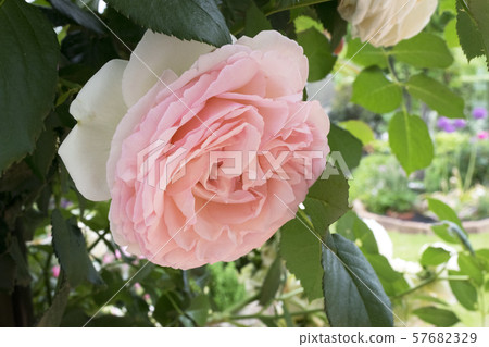 Rose Pierre de Ronzar 57682329