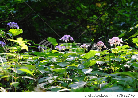 九月奧多摩町70 Tama Ajisai / Shiramaru Lake Promenade 57682770