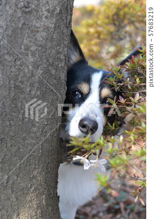 Black and white dog witnessed something from the shade of a tree (vertical position) 1 Black and white dog witnessed something from the shade of a tree (vertical position) 1 57683219