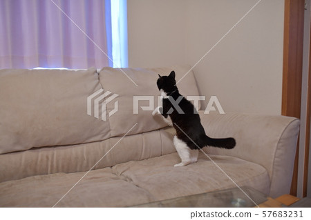 一隻奶奶貓，即使她的腿很虛弱，也試圖從沙發上跳上飄窗 57683231